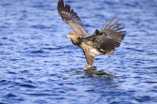  Σούπερ τηλεφακός Canon RF 600mm F4L IS USM – εικόνα πουλιού που πιάνει ένα ψάρι στο νερό